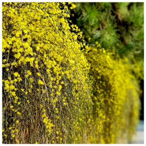 Jasminum Nudiflorum / Winter Flowered Jasmine in 2L Pot Bright Yellow Flowers In Winter 3FATPIGS