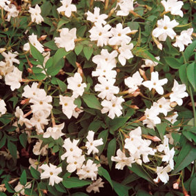 Jasminum Officinale - Highly Scented Plant, Ideal for Trellises and Fences, Hardy (20-30cm Height Including Pot)