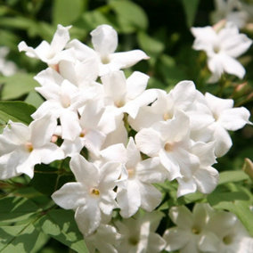 Jasminum officinale Jasmine White Flowering Vine Climbing Plant 60cm Cane 3L Pot