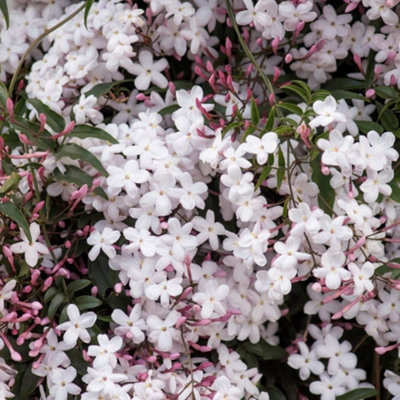 Jasminum polyanthum Many Flowered jasmine WhiteClimbing Plant 60cm Cane 3L Pot