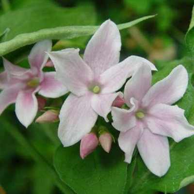 Jasminum Stephanense Highly Fragrant Pink Flowering Climbing Plant