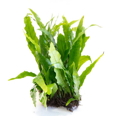 Java Fern - Live Aquarium Plants Microsorum Pteropus Live Aquarium ...