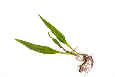 Java Fern - Live Aquarium Plants Microsorum Pteropus Live Aquarium ...
