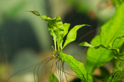 Java Fern - Live Aquarium Plants Microsorum Pteropus Live Aquarium ...