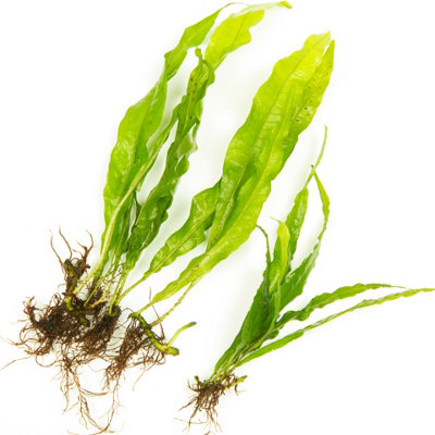 Java Fern - Live Aquarium Plants Microsorum Pteropus Live Aquarium ...