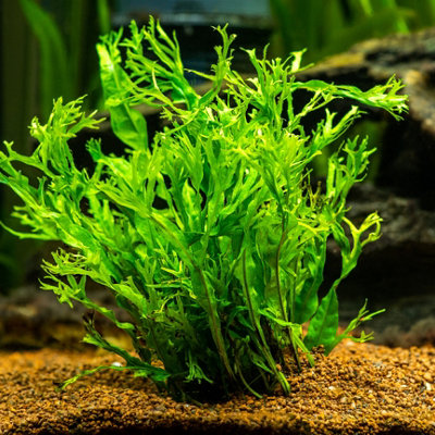 Java Fern Windelov Microsorum pteropus - Live Aquarium Plants ...