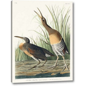 John James Audubon Salt Water Marsh Hen Canvas Print White/Green/Brown (40cm x 30cm)