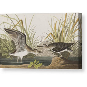 John James Audubon Solitary Sandpiper Canvas Print Green/Brown (30cm x 40cm)