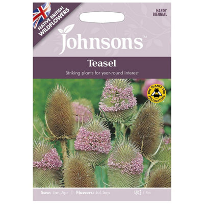 muscadine grape seeds planting Purple Muscadine – UJAMAA SEEDS main image 0