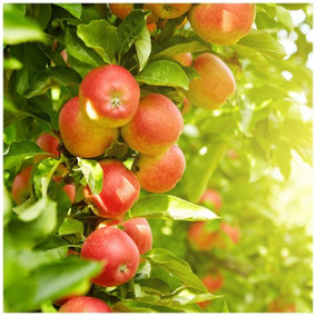 Jonagold Apple Tree 3-4ft In 6L Pot Ready to Fruit Juicy, Sweet Tasty Apples 3FATPIGS