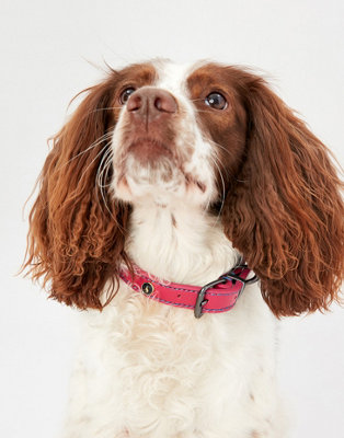 Joules Pink Leather Dog Collar, Large Price Comparisons | Compare The Build