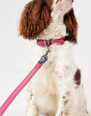 Joules dog accessories best sale