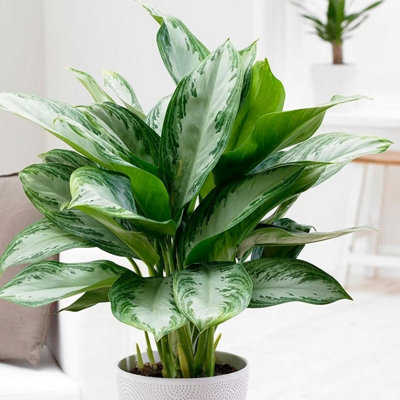 coconut palm tree leaves Coconut Palm: Cocos Nucifera - 10" Pot