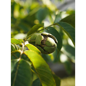 Juglans Regia English Walnut Nut Fruit Tree 5-6ft Tall Supplied in a 7.5 Litre Pot
