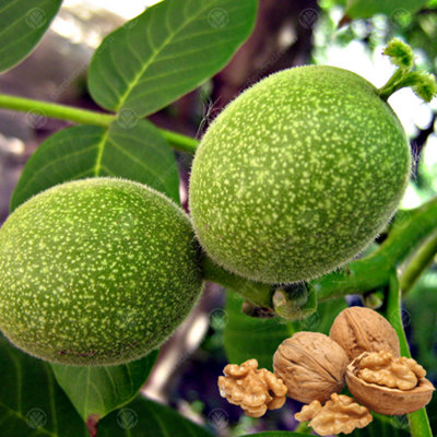 Juglans Regia Tree - Common Walnut, Resilient, Ornamental Beauty (5-6ft)