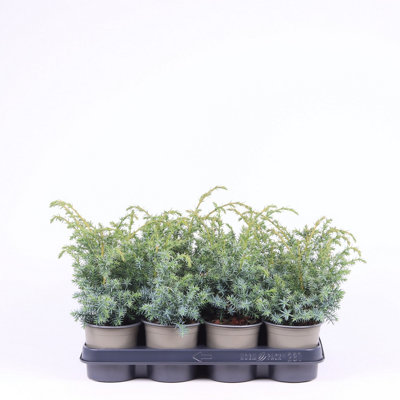 Jun Chin Blue Alps, 11cm Pot Size, 25cm Tall, Juniperus Chin Blue Alps ...