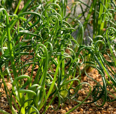 Juncus effusus 'Spirals' - 7cm Plug - Marginal Aquatic Pond Plant