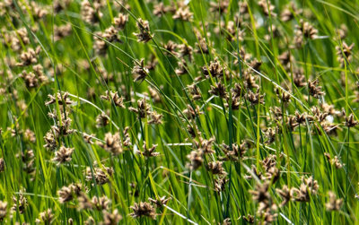 Juncus ensifolius - 2x Plants and 2x Pots & Compost - Marginal Aquatic ...