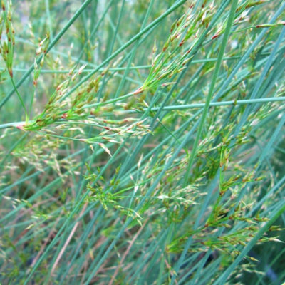 Juncus inflexus 1 litre Potted Plant x 1
