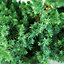 Juniperus Blue Alps Garden Plant - Blue-Green Foliage, Compact Size (20-30cm Height Including Pot)