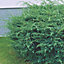Juniperus Blue Alps Garden Plant - Blue-Green Foliage, Compact Size (20-30cm Height Including Pot)