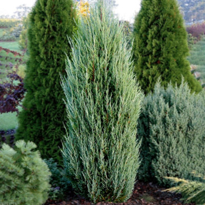 Juniperus Blue Arrow - Upright Columnar Evergreen Shrub (15-30cm Height ...