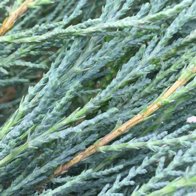 Juniperus Blue Arrow - Upright Columnar Evergreen Shrub (15-30cm Height Including Pot)