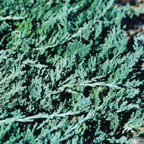 Juniperus Blue Carpet Garden Plant - Blue-Green Foliage, Compact Size (20-30cm Height Including Pot)