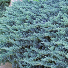 Juniperus Blue Chip - Blue-Green Foliage, Upright Columnar Evergreen Conifer Shrub (15-30cm Height Including Pot)
