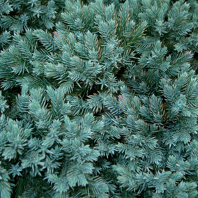 Juniperus Blue Star Garden Plant - Blue-Green Foliage, Compact Size (10-20cm Height Including Pot)