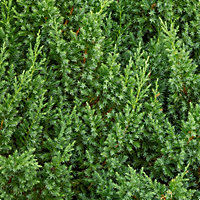 Juniperus Chinensis Blue Alps, Chinese Juniper Evergreen Plant in 9cm Pot 3FATPIGS