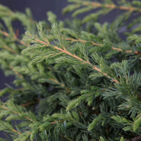 Juniperus Communis Repanda (Juniper) 7.5 Litre Potted Plant x 2