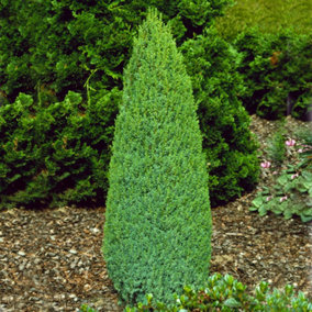 Juniperus Compressa - Compact Columnar Evergreen Shrub (15-30cm Height Including Pot)