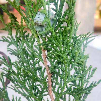 Juniperus Compressa - Compact Columnar Evergreen Shrub (15-30cm Height Including Pot) - 3