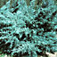 Juniperus Glauca - Blue-Green Evergreen Shrub (15-30cm Height Including Pot)