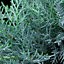 Juniperus Glauca - Blue-Green Evergreen Shrub (15-30cm Height Including Pot)
