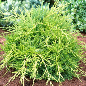Juniperus Gold Coast - Bright Gold Evergreen Shrub (15-30cm Height Including Pot)