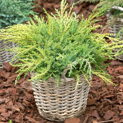 Juniperus Gold Star - Gold Foliage, Hardy, Evergreen Shrub (15-30cm Height Including Pot)