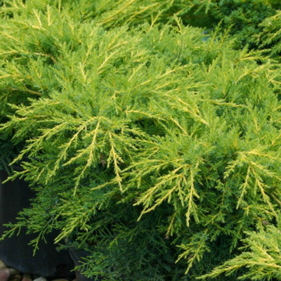 Juniperus Gold Star - Gold Foliage, Hardy, Evergreen Shrub (15-30cm Height Including Pot)