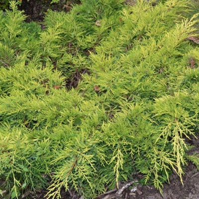Juniperus Gold Star - Gold Foliage, Hardy, Evergreen Shrub (15-30cm Height Including Pot)