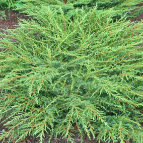 Juniperus Green Carpet Garden Plant - Green Foliage, Low Ground Cover (10-15cm Height Including Pot)