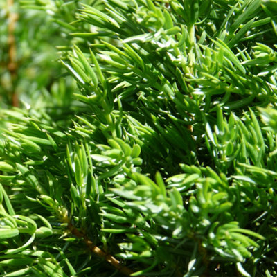 Juniperus Green Carpet Garden Plant - Green Foliage, Low Ground Cover (10-15cm Height Including Pot)