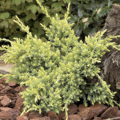 Juniperus Holger - Compact Evergreen Shrub, Blue-Green Foliage (15-30cm Height Including Pot)