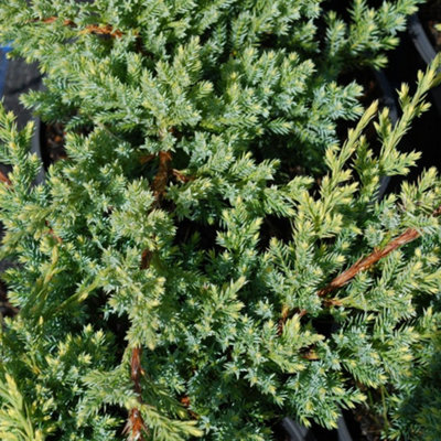Juniperus Holger - Compact Evergreen Shrub, Blue-Green Foliage (15-30cm Height Including Pot)