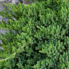 Juniperus Nana Garden Plant - Compact Evergreen, Low Maintenance (10-20cm Height Including Pot)