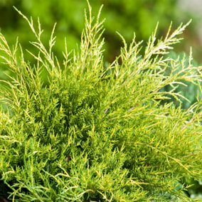 Juniperus Old Gold Garden Plant - Golden-Yellow Foliage, Compact Size (20-30cm Height Including Pot)
