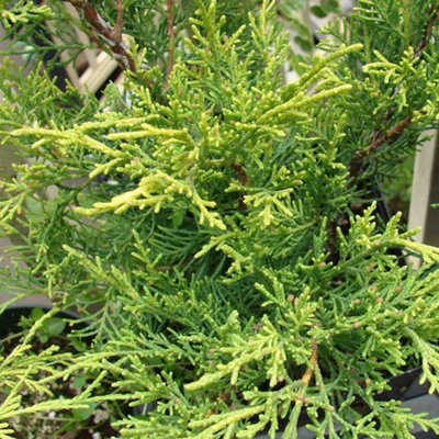 Juniperus Old Gold Garden Plant - Golden-Yellow Foliage, Compact Size (20-30cm Height Including Pot)