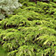 Juniperus Pfitzeriana Aurea - Golden Foliage, Compact Evergreen Shrub (20-30cm Height Including Pot)