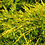 Juniperus Pfitzeriana Aurea - Golden Foliage, Compact Evergreen Shrub (20-30cm Height Including Pot)