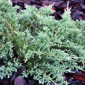 Juniperus Prince of Wales Garden Plant - Compact Evergreen, Blue Foliage (20-30cm Height Including Pot)